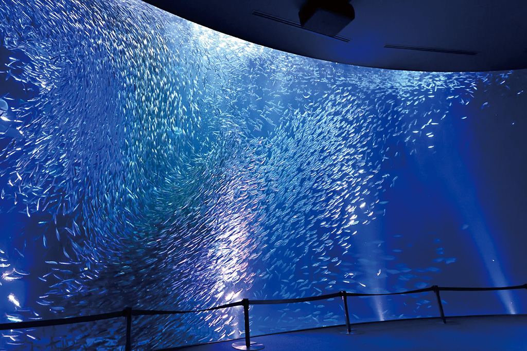 マイワシのトルネード/名古屋港水族館（名古屋市/港区）