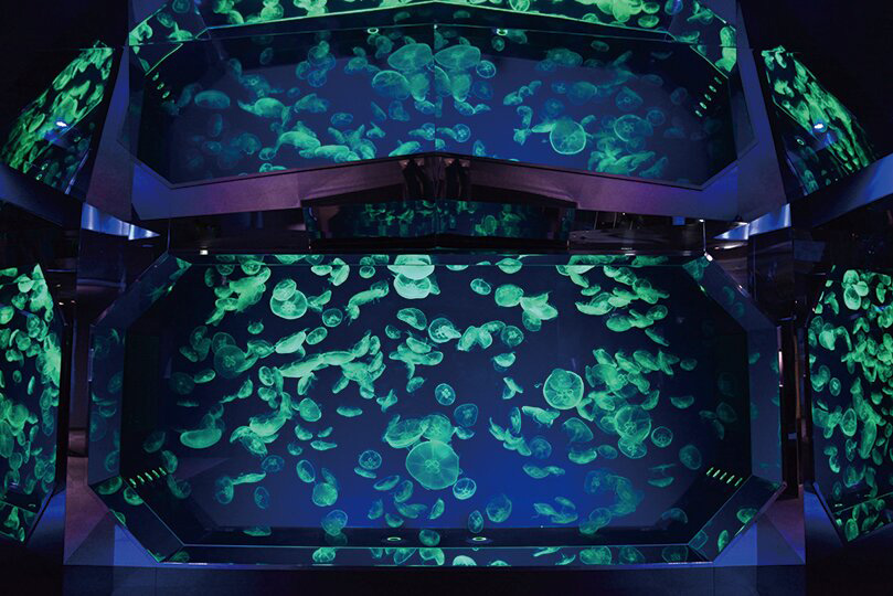 くらげなごりうむ/名古屋港水族館（名古屋市/港区）