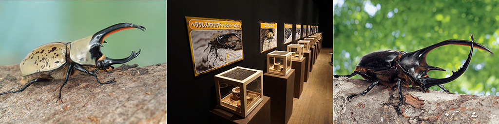 体感するファーブル昆虫展 2025 in 横浜赤レンガ倉庫(神奈川県/横浜市)