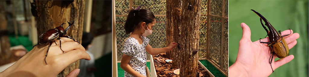 体感するファーブル昆虫展 2025 in 横浜赤レンガ倉庫(神奈川県/横浜市)