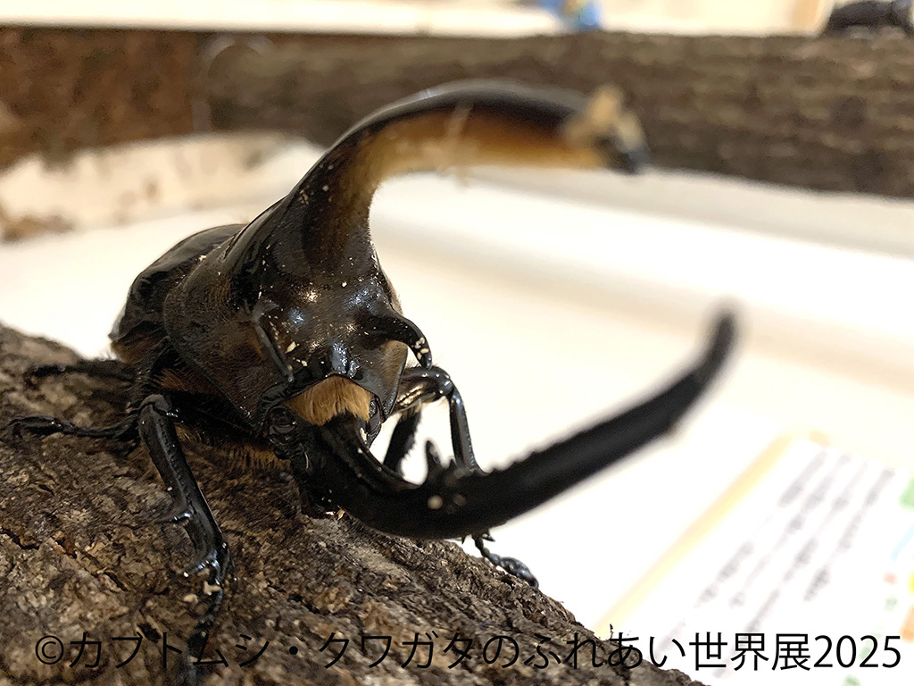「カブトムシ・クワガタのふれあい世界展」(東京都/台東区)