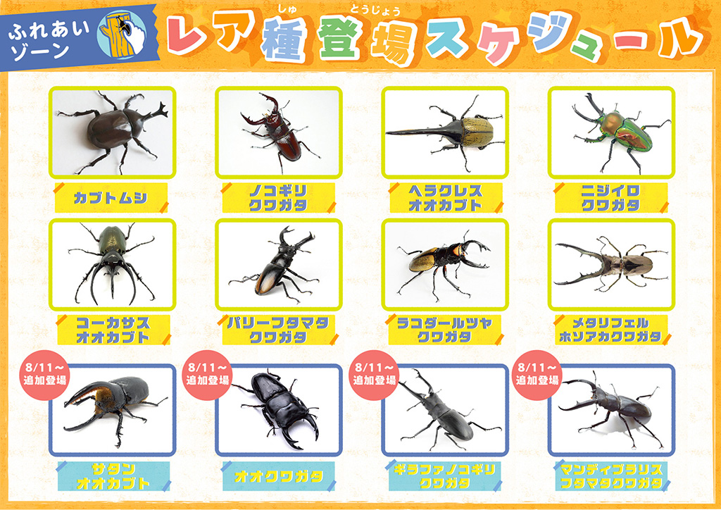 レア種登場スケジュール/「カブトムシ・クワガタのふれあい世界展」(東京都/台東区)