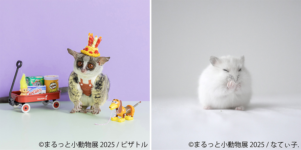 「まるっと小動物展」(東京都/台東区)