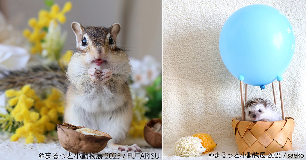 「まるっと小動物展」(東京都/台東区)