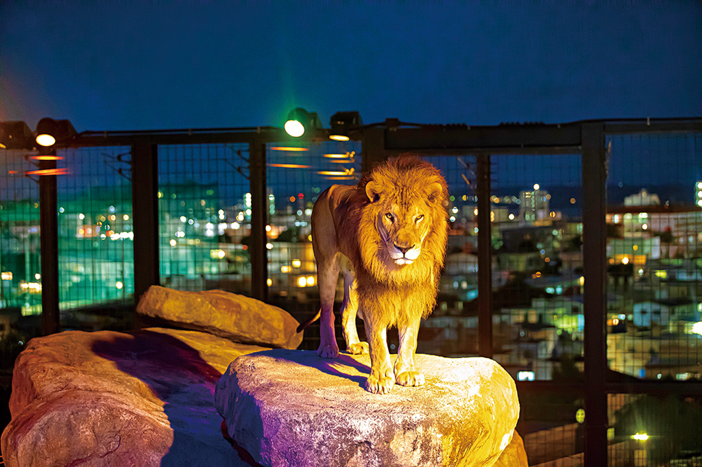 夜のライオン/沖縄こどもの国（沖縄県／沖縄市）