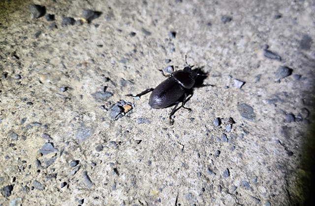 コクワガタのメス/キャンピングヒルズ鴨川（千葉県/鴨川市）