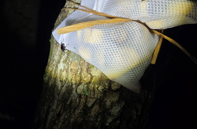 洗濯ネットの上にいるコクワガタのオス/キャンピングヒルズ鴨川（千葉県/鴨川市）