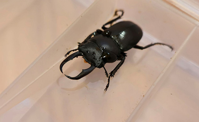 コクワガタのオス/キャンピングヒルズ鴨川（千葉県/鴨川市）