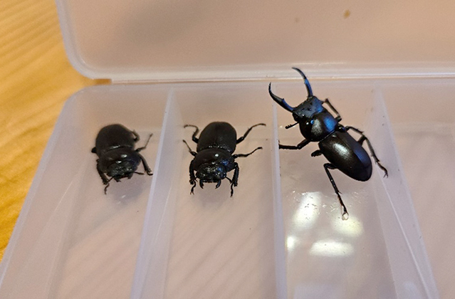 昆虫の持ち帰り方一例/キャンピングヒルズ鴨川（千葉県/鴨川市）