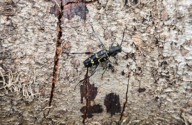 ムネモンアカネトラカミキリ/キャンピングヒルズ鴨川（千葉県/鴨川市）