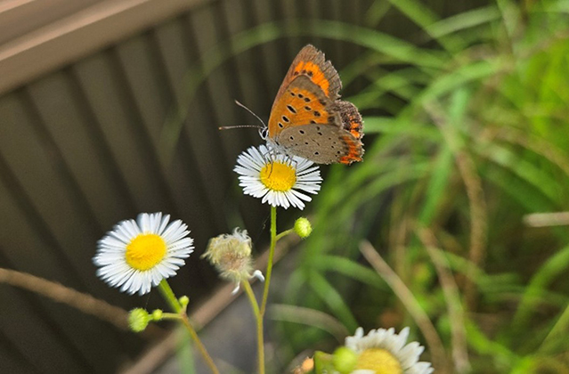 ベニシジミ/キャンピングヒルズ鴨川（千葉県/鴨川市）
