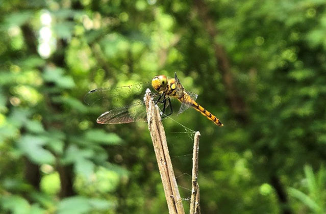 ナツアカネ/キャンピングヒルズ鴨川（千葉県/鴨川市）