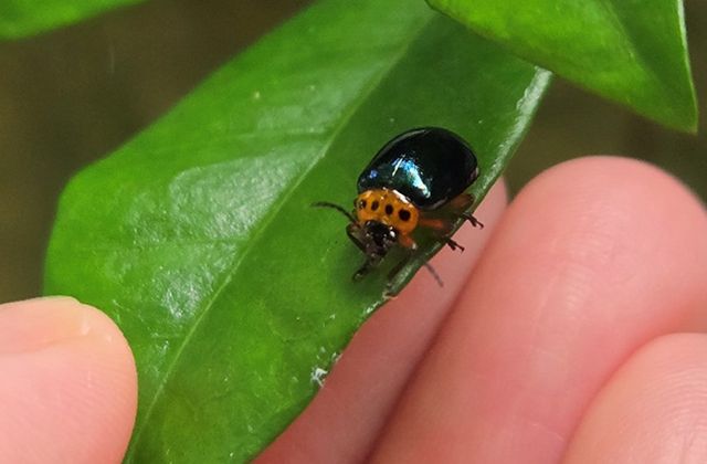 イチモンジハムシ/キャンピングヒルズ鴨川（千葉県/鴨川市）