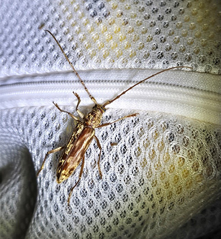 キマダラミヤマカミキリ/キャンピングヒルズ鴨川（千葉県/鴨川市）