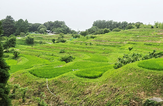二子嶺岡（ふたごみねおか）棚田/キャンピングヒルズ鴨川（千葉県/鴨川市）