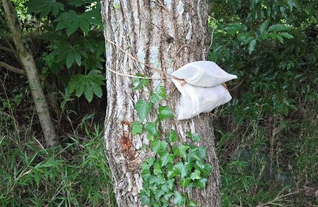昆虫採集の仕掛け/キャンピングヒルズ鴨川（千葉県/鴨川市）