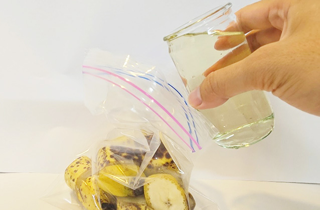 バナナトラップの作り方/キャンピングヒルズ鴨川（千葉県/鴨川市）