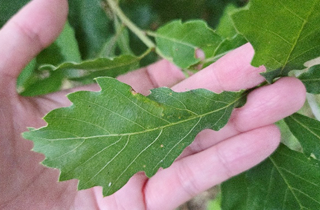 コナラの木の葉/キャンピングヒルズ鴨川（千葉県/鴨川市）