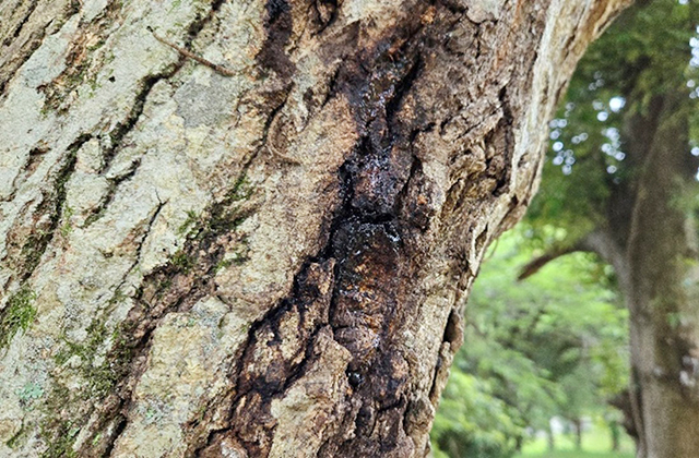 樹液がしみ出して黒くなっている/キャンピングヒルズ鴨川（千葉県/鴨川市）