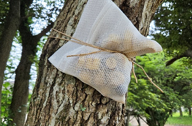 バナナトラップ/キャンピングヒルズ鴨川（千葉県/鴨川市）