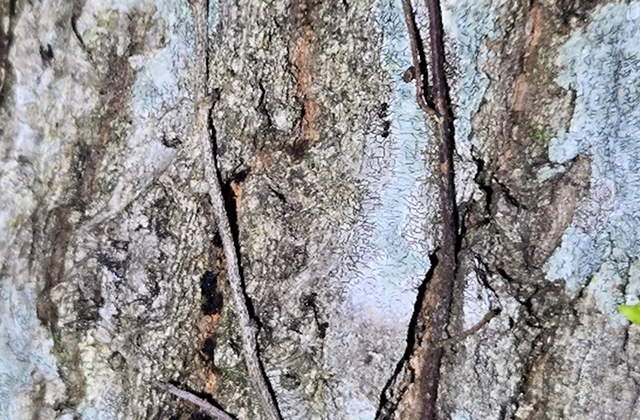 /キャンピングヒルズ鴨川（千葉県/鴨川市）