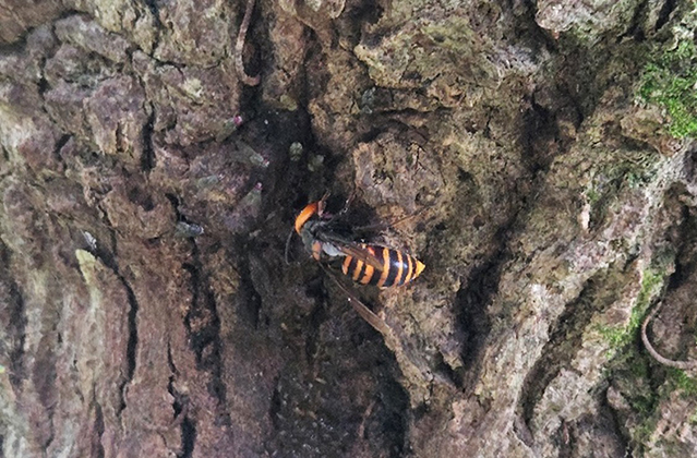 スズメバチ/キャンピングヒルズ鴨川（千葉県/鴨川市）