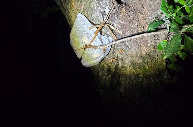 日没後の昆虫採集の仕掛け/キャンピングヒルズ鴨川（千葉県/鴨川市）