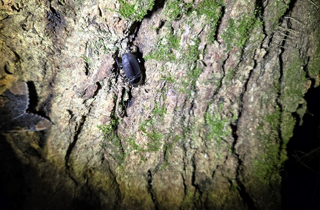 木の隙間にいるコクワガタのメス/キャンピングヒルズ鴨川（千葉県/鴨川市）