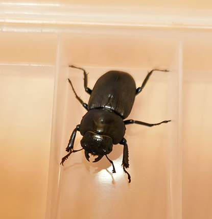 コクワガタのメス/キャンピングヒルズ鴨川（千葉県/鴨川市）