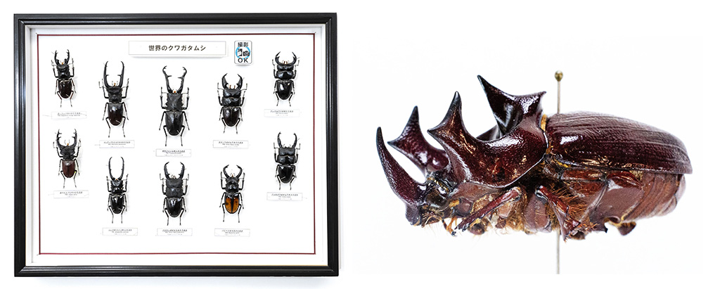 ふれあいカブトムシ・クワガタ昆虫展 in ところざわサクラタウン(埼玉県/所沢市)