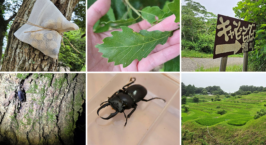カブトムシ・クワガタ採集ができる千葉のキャンプ場「キャンピングヒルズ鴨川」を取材！