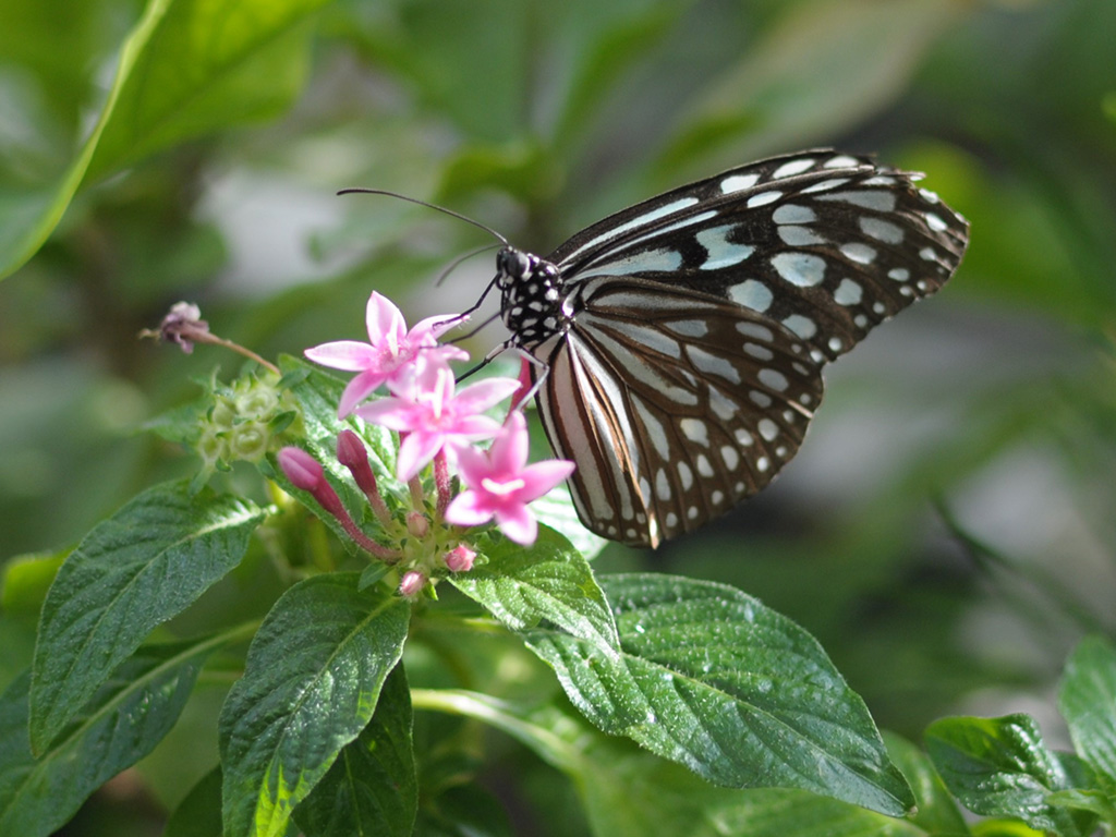 京都市青少年科学センター