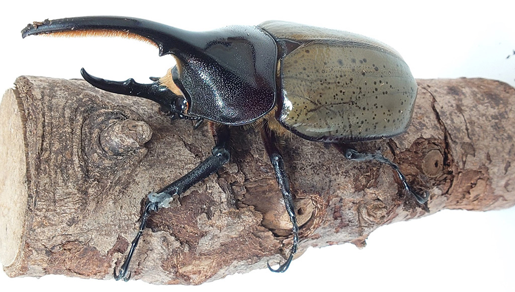 京都市青少年科学センター