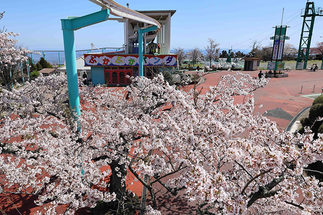 園内に咲く桜/生駒山上遊園(奈良県/生駒市)