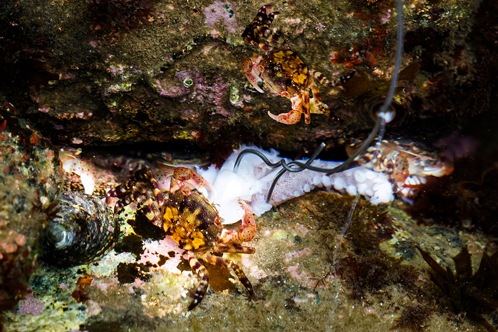 若旦那と一緒に楽しむ磯ガニ釣り体験(福島県/相馬市)