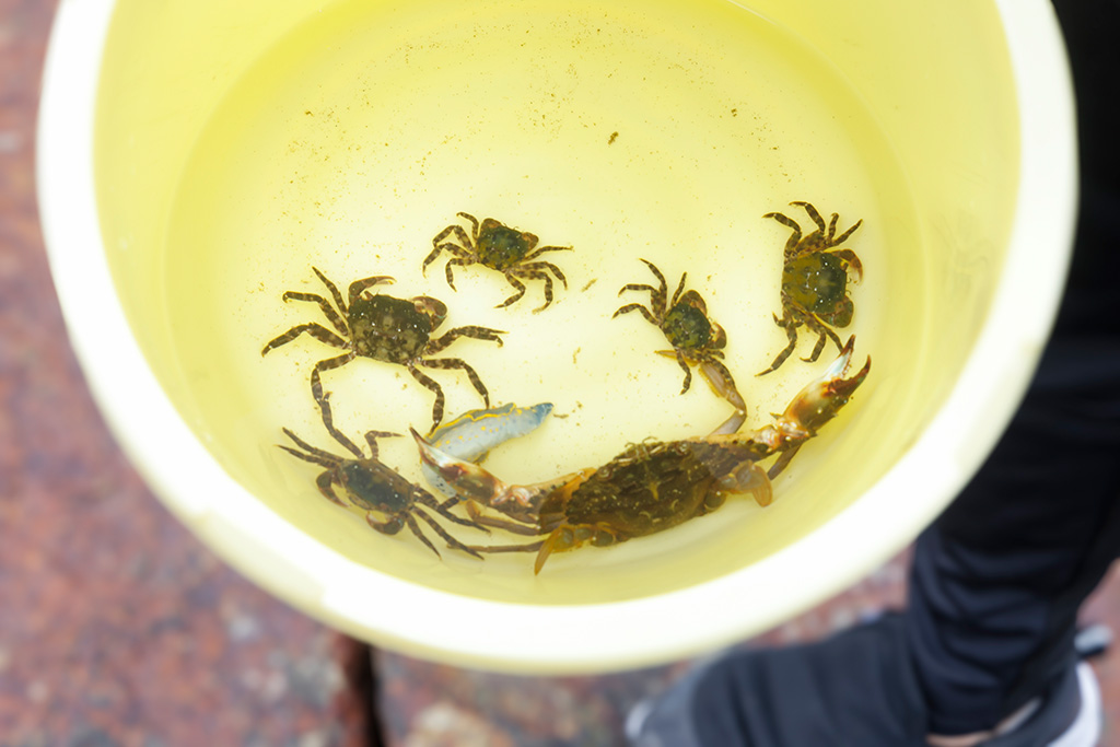 小さい磯ガニ/若旦那と一緒に楽しむ磯ガニ釣り体験(福島県/相馬市)