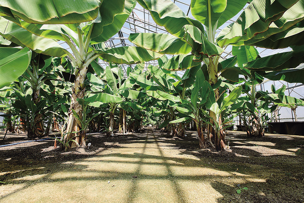 バナナハウス/トロピカルフルーツミュージアム(福島県/広野町)