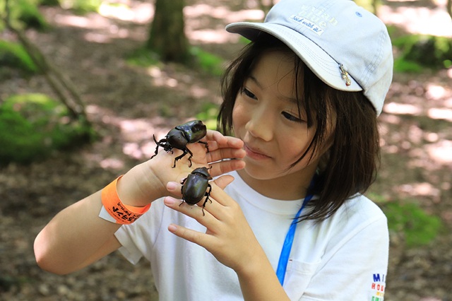 カブトムシ狩り