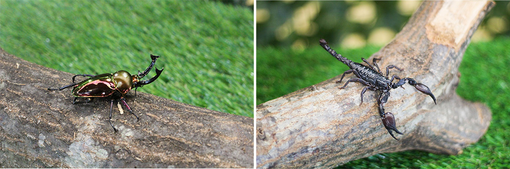 （左）ニジイロクワガタ（右）サソリ│YUMEBOKU SUMMER FESTIVAL 2025/成田ゆめ牧場（千葉県/成田市）