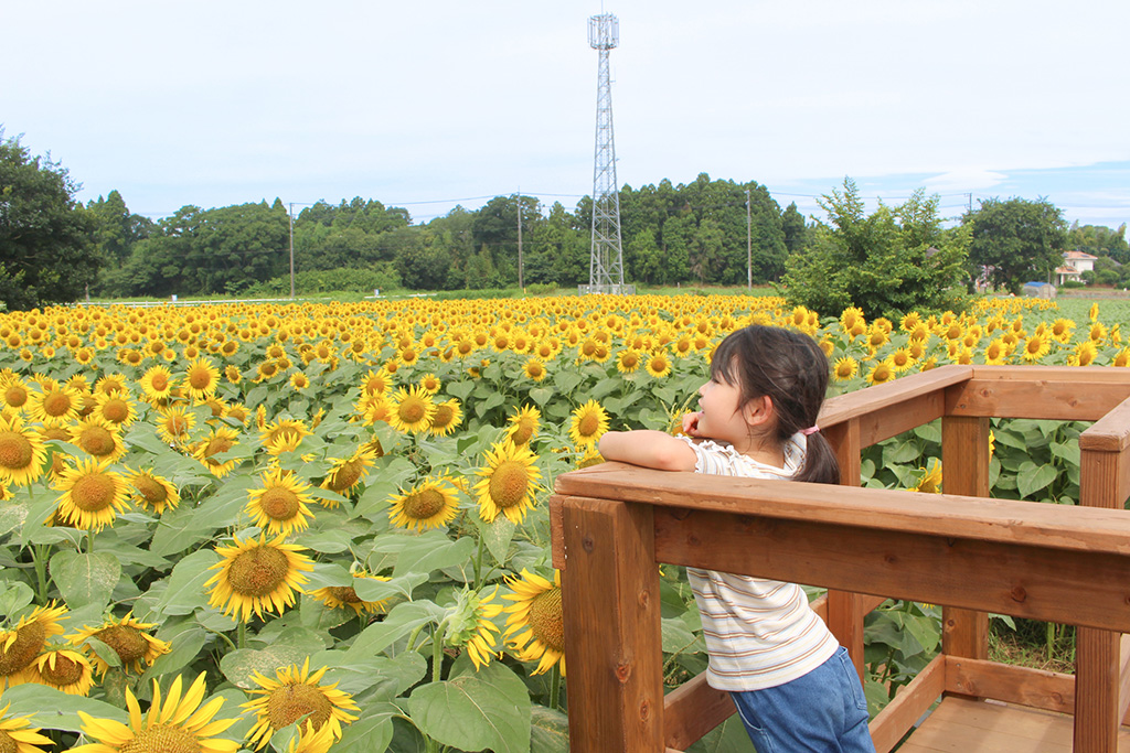 Tallひまわり畑│YUMEBOKU SUMMER FESTIVAL 2025/成田ゆめ牧場（千葉県/成田市）