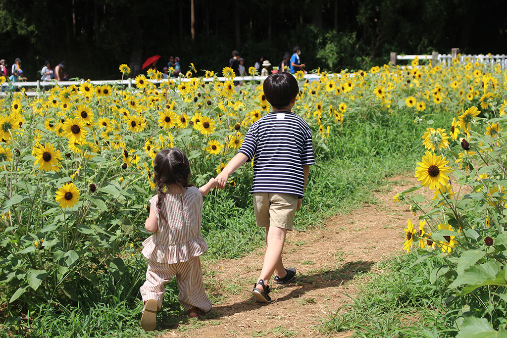 ひまわり畑│YUMEBOKU SUMMER FESTIVAL 2025/成田ゆめ牧場（千葉県/成田市）