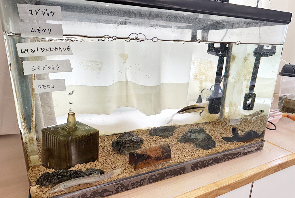 生物部が育てている生きものたち/光塩女子学院中等科（東京都/杉並区）