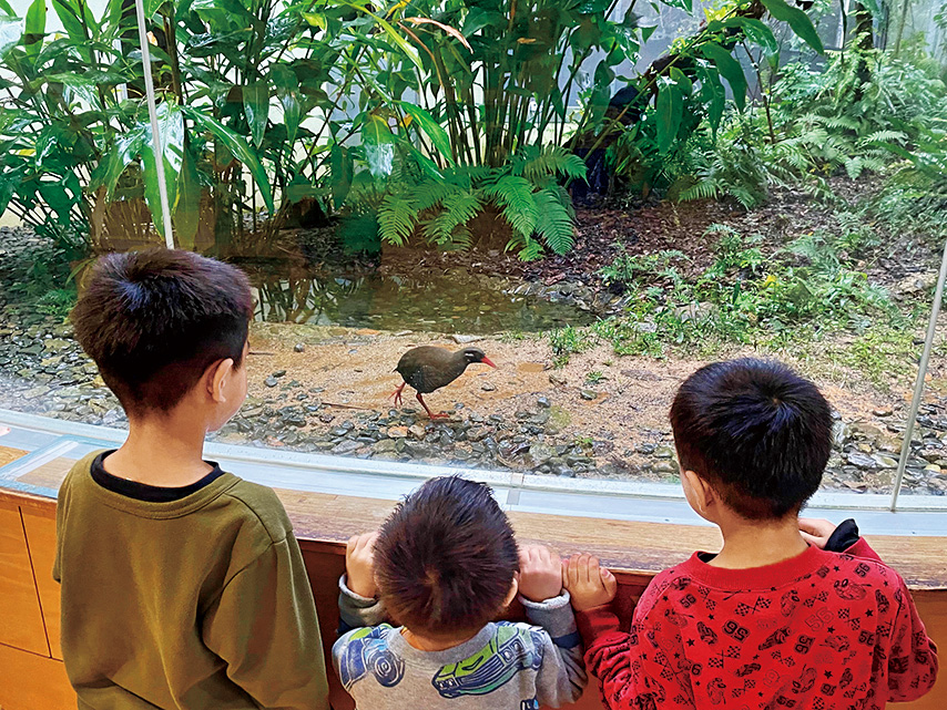 ヤンバルクイナ生態展示学習施設「クイナの森」（沖縄県／東村）
