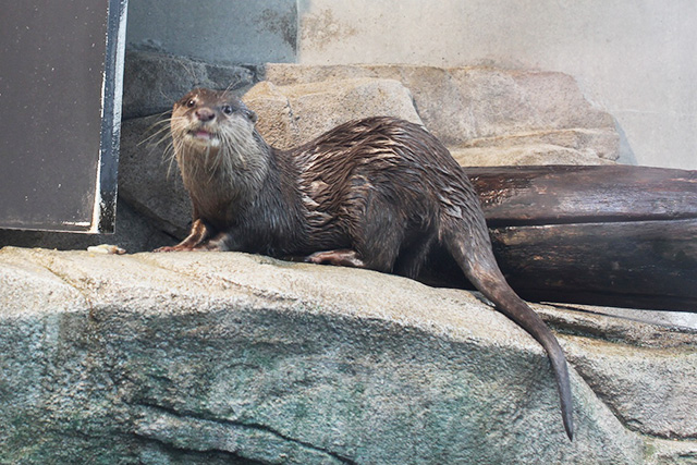 子どもたちに大人気のコツメカワウソ／AQUARIUM ✕ ART átoa（兵庫県/神戸市）