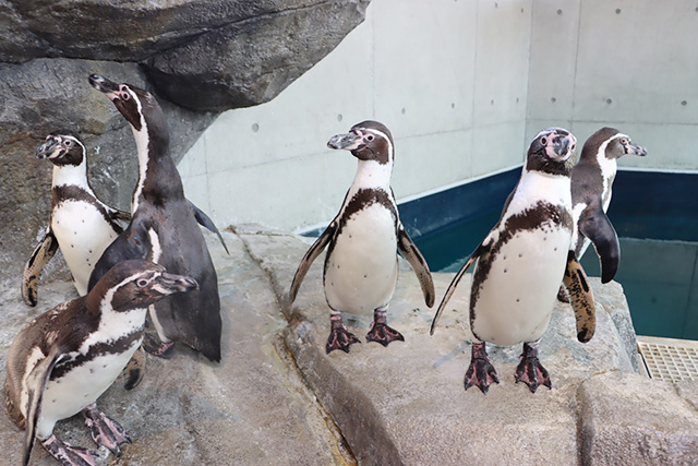 7羽のフンボルトペンギン／AQUARIUM ✕ ART átoa（兵庫県/神戸市）