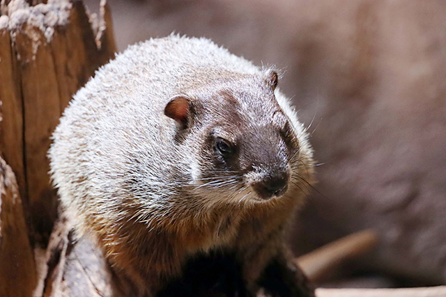 リス科最大のウッドチャック／AQUARIUM ✕ ART átoa（兵庫県/神戸市）