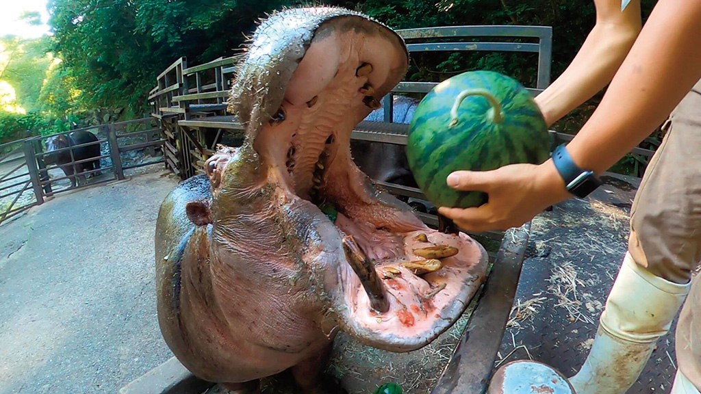 カバのスイカまるごとタイム/長崎バイオパーク(長崎県/西海市)