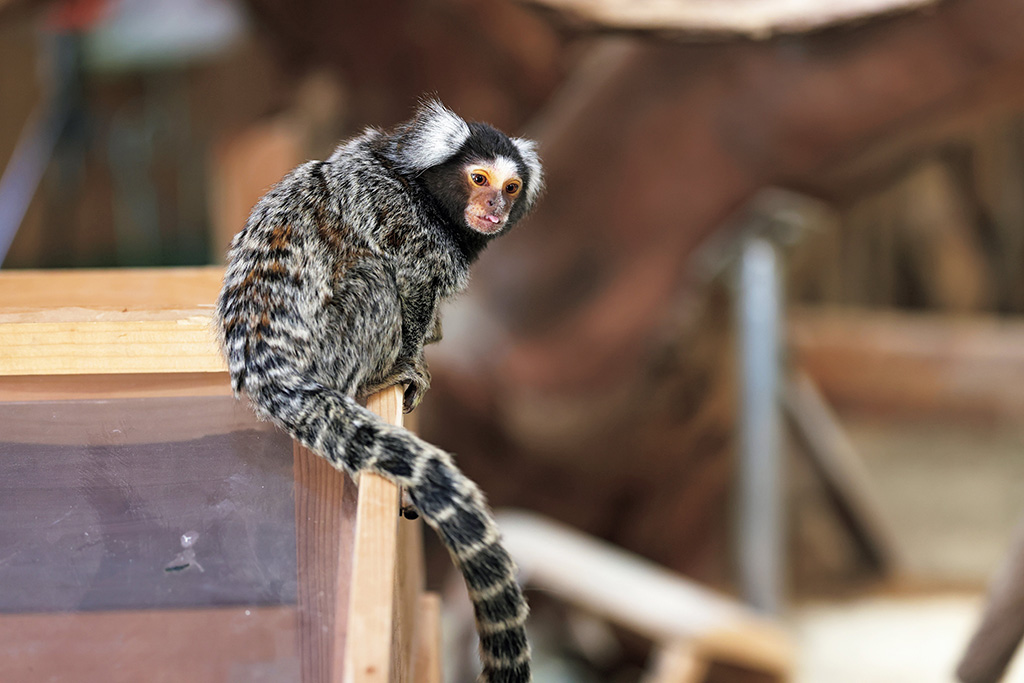 コモンマーモセット/長崎バイオパーク(長崎県/西海市)