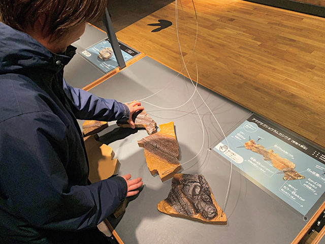 化石にふれるコーナー/御所浦恐竜の島博物館（熊本県/天草市）