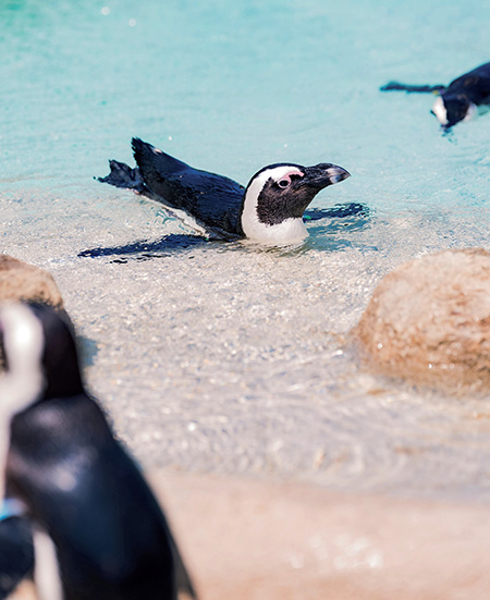 ペンギンビーチ/マリンワールド 海の中道かいじゅうアイランド（福岡県/福岡市）